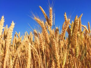 milling-wheat